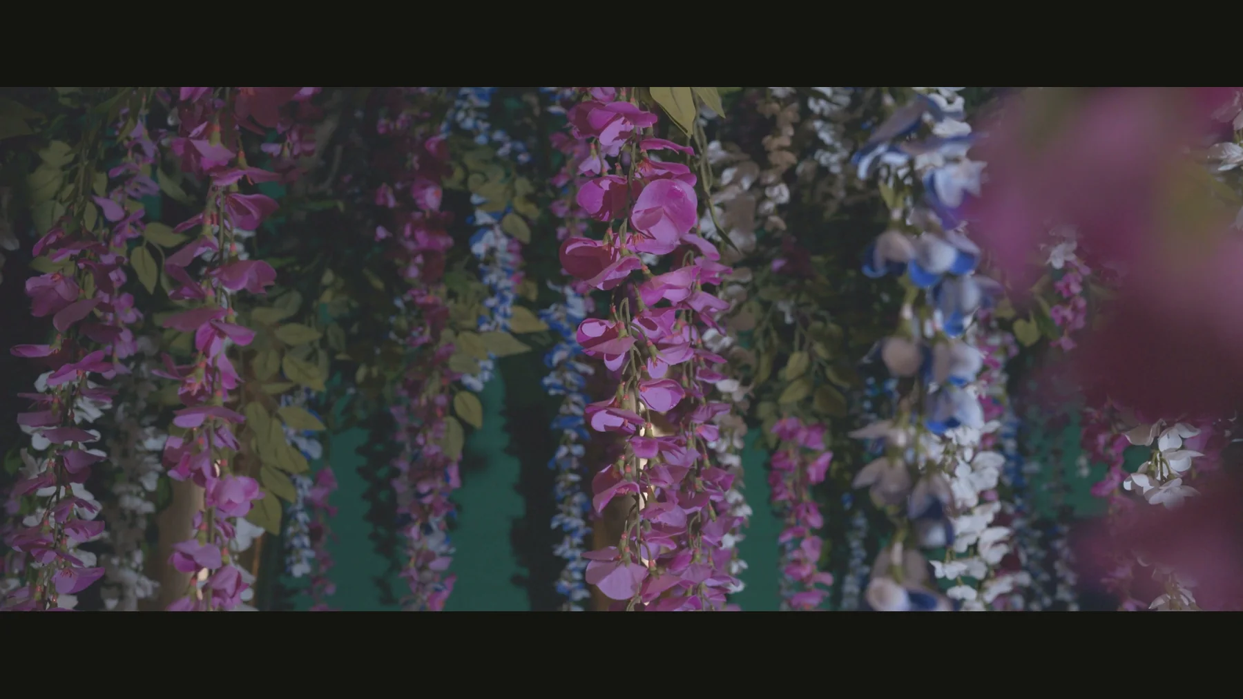 Trossen blauweregen in paars en wit, een still uit de sfeerreel die wij voor Fiori filmden
